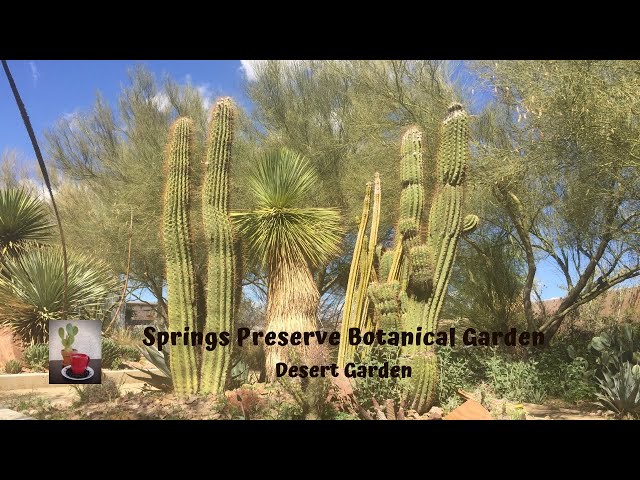 Springs Preserve Desert Garden part 2/ Plants of the Mojave desert