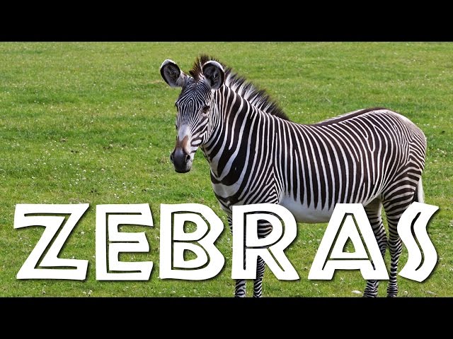 Zebras for Kids: Learn all About Zebras - FreeSchool