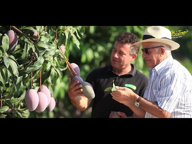 Mango | Anbau in Spanien  Biotropic    Mangos aus Spanien