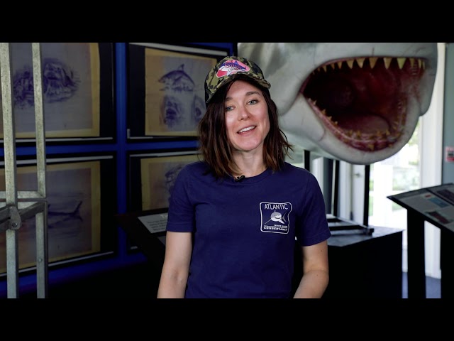 Shark Tales - Episode 2