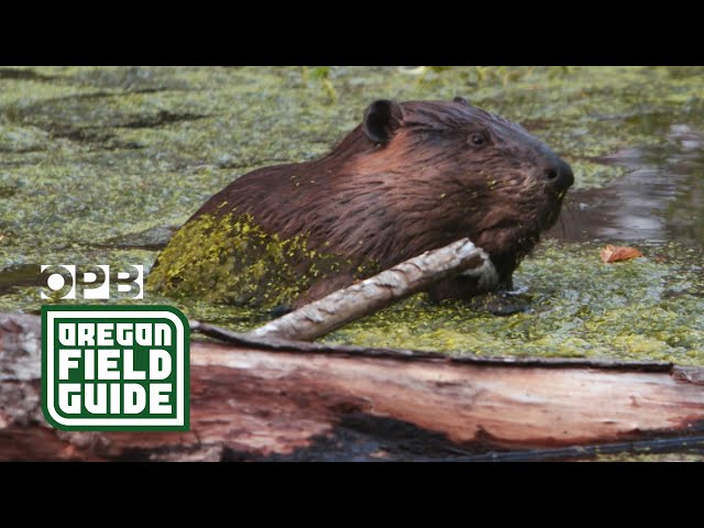 Can beavers save salmon in Oregon's high desert? | Oregon Field Guide