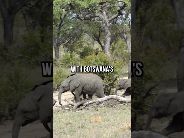 Botswana Threatens To Send 20K Elephants To Germany