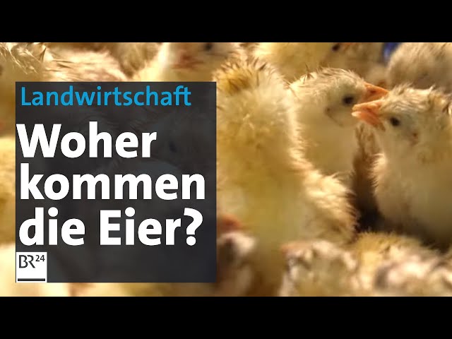 Landwirtschaft: Woher kommen Eier und Hähnchenfleisch? | Abendschau | BR24