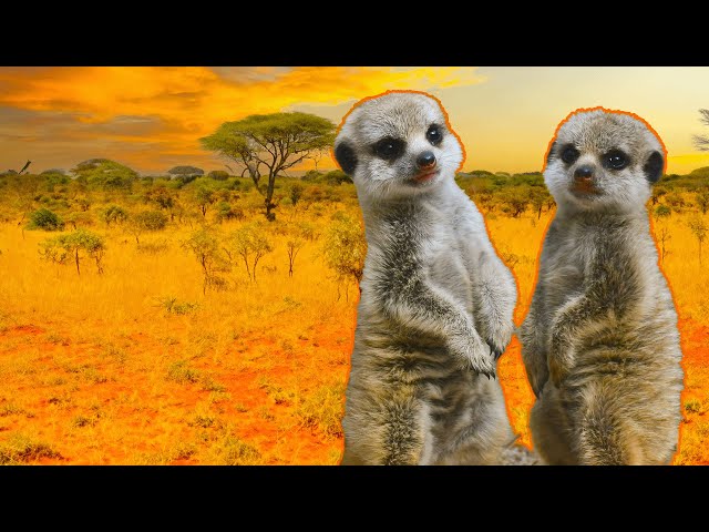 Meerkat Pups Learn To Fight Off Predators | EXTREME ANIMAL BABIES | Real Wild