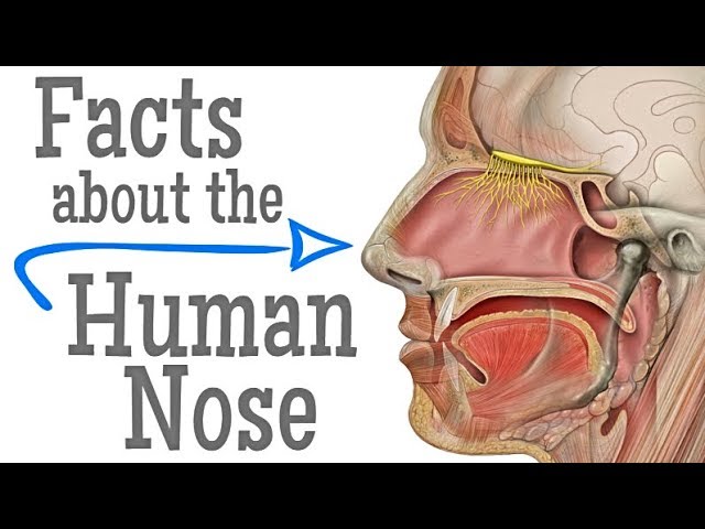 Facts about the Human Nose for Kids