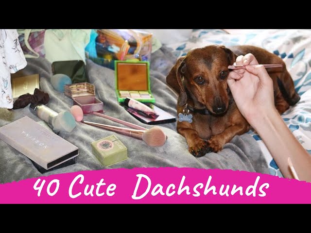 40 Cute and Funny Dachshund Videos Instagram Compilation | Try Not To Laugh Sausage Dogs Videos