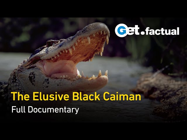 Black Caiman: Shadows on the Tropical River | Full Documentary