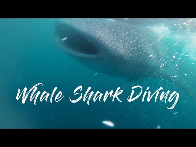 Swimming with Whale Sharks Cancun