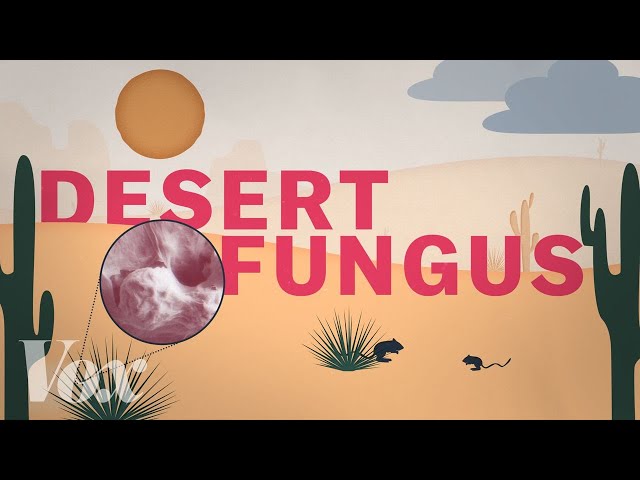 A desert fungus that infects humans is spreading