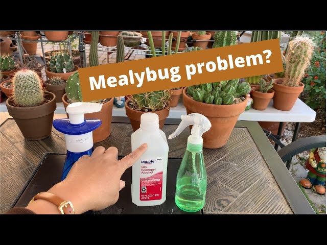 VLOG#7: How to treat mealybugs | Get Rid of Mealybugs | #neemoil