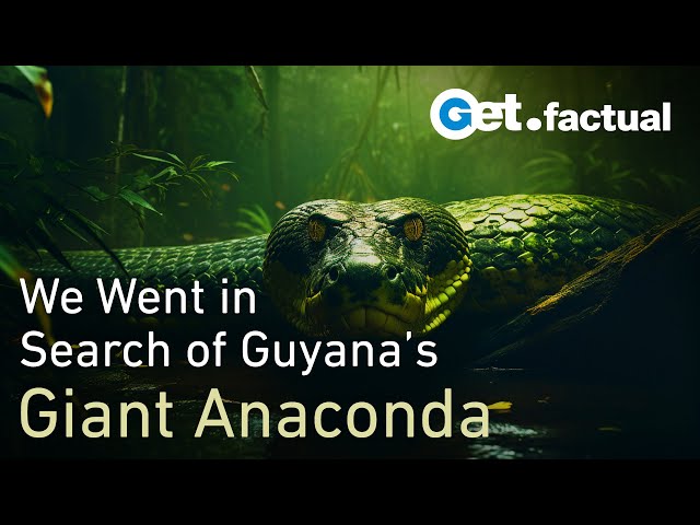 How we found a Giant Anaconda in Guyana | Wildlife Documentary