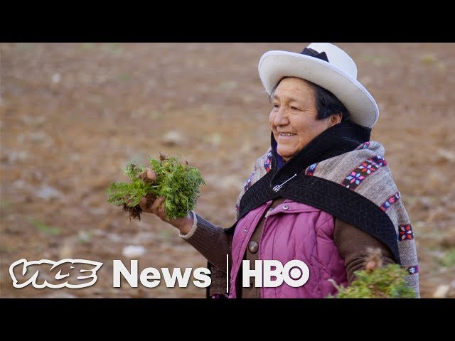 Maca Plant Pirates in Peru (HBO)