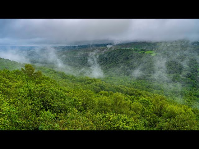 Dartmoor's Hidden Forests - A Short Documentary in 4K