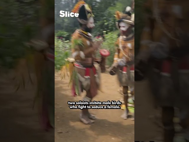 Huli men's 'bird of paradise' dance 🕺 | SLICE