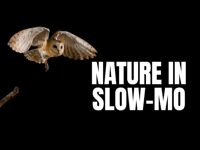 Slow Motion Wonders- Capturing Nature's Phenomena | Exploring Creation Vids