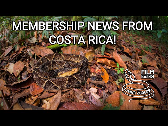 Memberships on Living Zoology channel! Watch us work with big deadly venomous snake - Fer-de-lance!