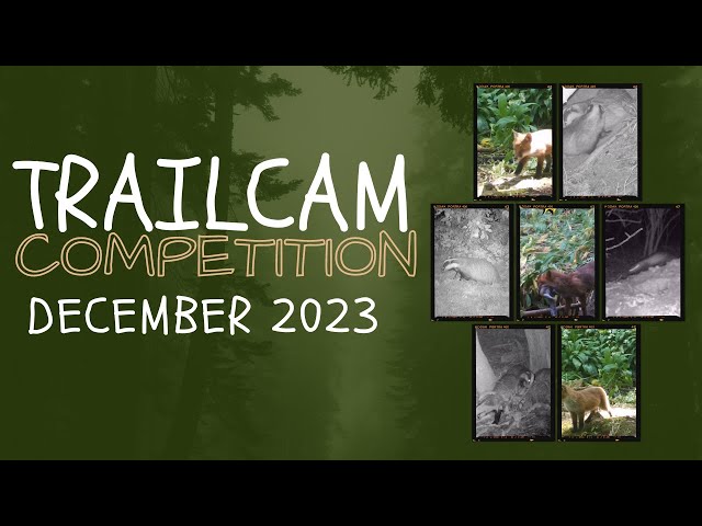 Trailcam Competition - December '23