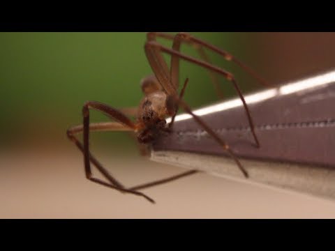 How to Identify a Brown Recluse Spider - Smarter Every Day 89