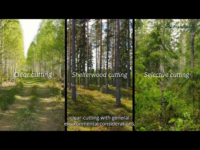 The Diversity of Forestry