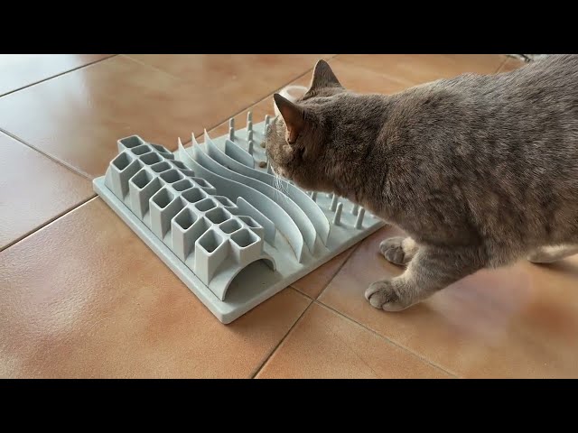 Cat vs Food game😺 My funny kitten has fun eating 😻😻