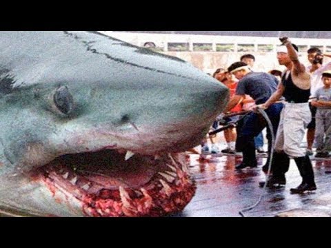 THE BIGGEST GREAT WHITE SHARKS Ever !
