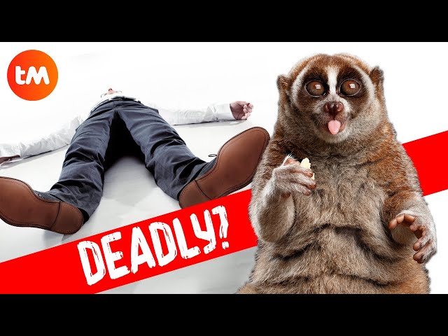 10 CUTE ANIMALS That Can KILL YOU 😨