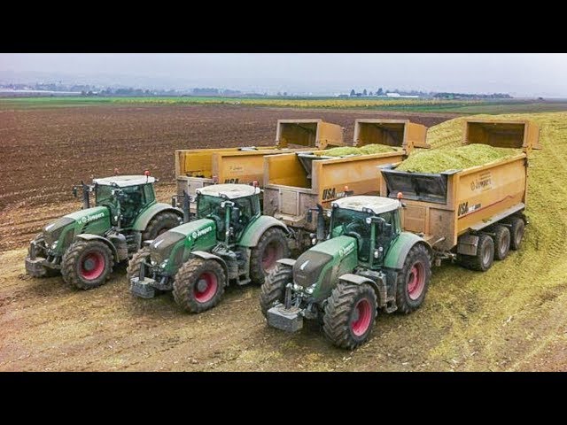 Chopping maize for a biogas plant | Fendt tractors and a Claas Jaguar 980