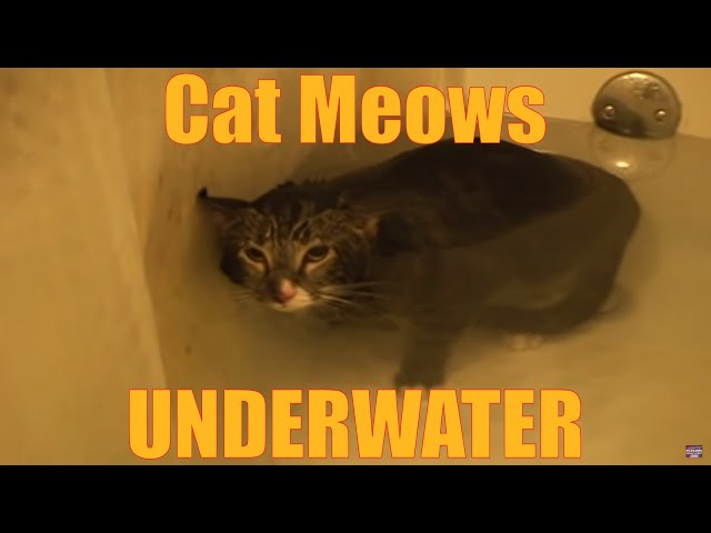 Cat Meows Underwater [ORIGINAL VIDEO]
