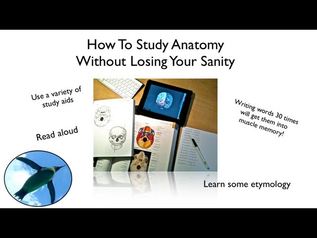 How To Study Anatomy Without Losing Your Sanity!