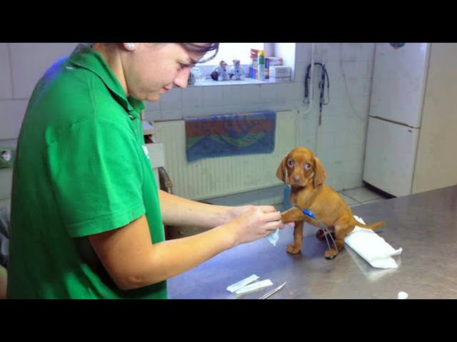Even the tiniest dog can face the vet with bravery 🤣 Funny Dog’s Reaction