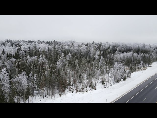 4K Snowy Trees in Upper Michigan