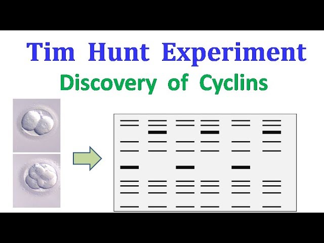 Tim Hunt experiment