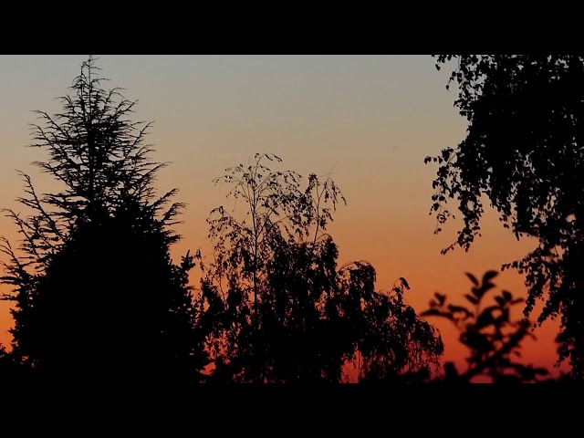 [10 Hours] Trees at Dusk #3 - Video & Soundscape [1080HD] SlowTV