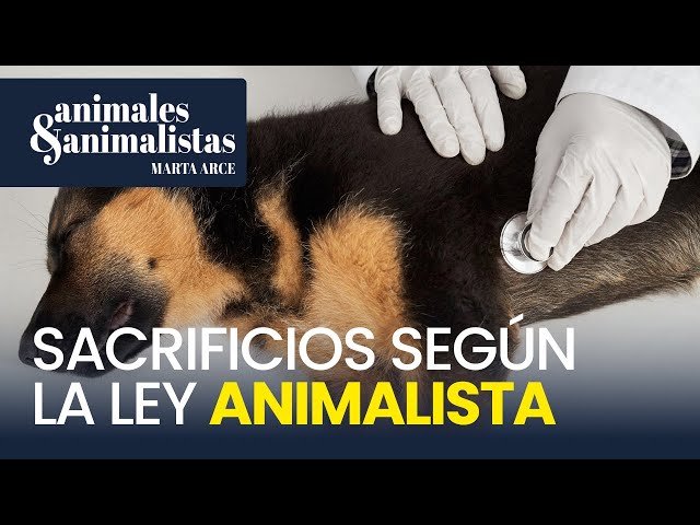 Los únicos casos en los que puedes sacrificar a tu mascota según la ley animalista