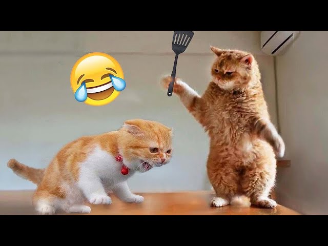 Funniest Animals 2024 😍 Best Funny Cats and Dogs Videos 😻🐶 Part 26
