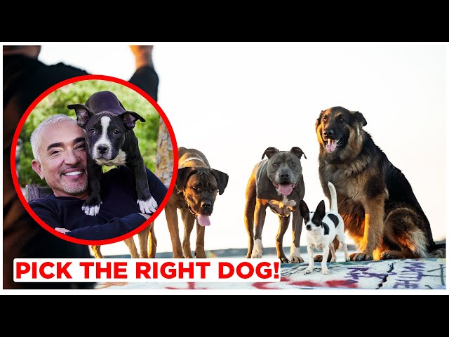 HOW TO PICK THE RIGHT DOG FOR YOU! BY CESAR MILLAN!