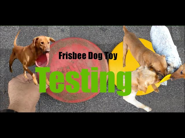 Dogs VS Dog Toys - Kong VS Woofbite Frisbee