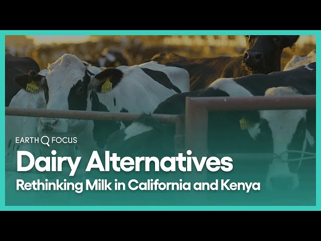 Rethinking Milk in California and Kenya | Earth Focus | Season 2, Episode 4 | KCET
