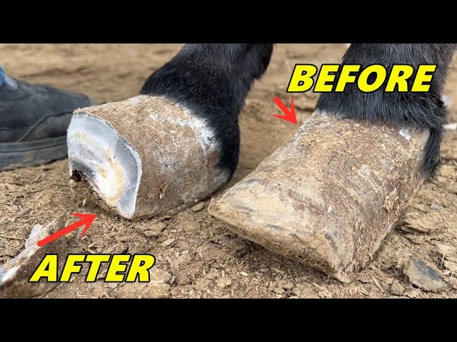 Rescue the donkey tortured by its hard hooves! Trimming donkey hooves - satisfying