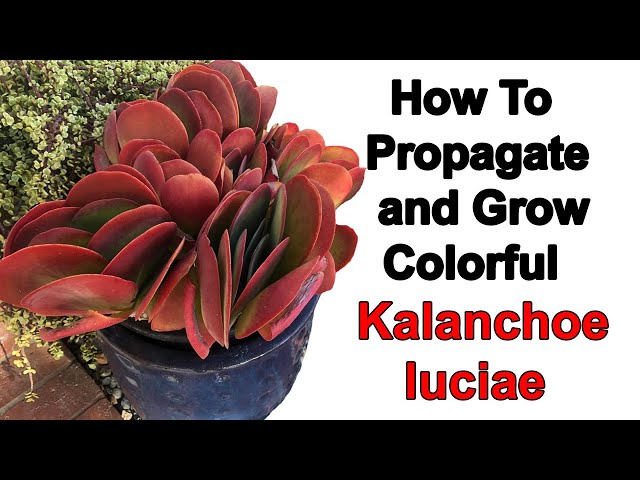 How to propagate more Kalanchoe luciae and achieve its vibrant colors