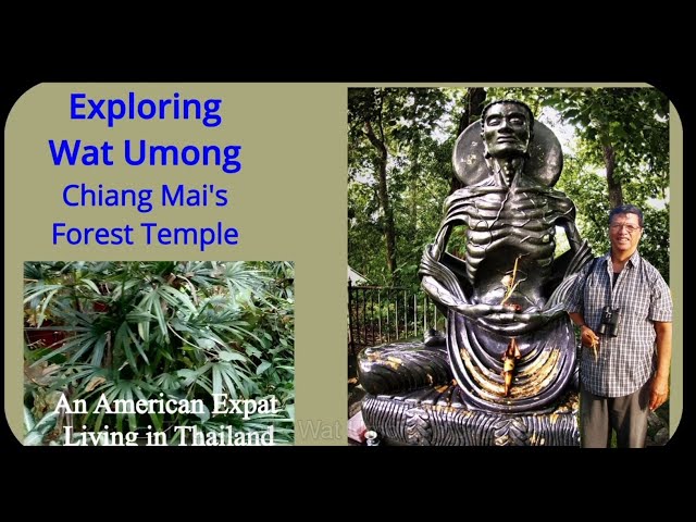 Exploring Chiang Mai's Forest Temple - Wat Umong -