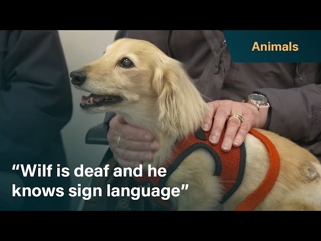 Deaf dachshund receives life changing surgery | The Yorkshire Vet