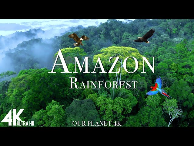 Animals of Amazon 4K - Animals That Call The Jungle Home | Amazon Rainforest |Scenic Relaxation Film