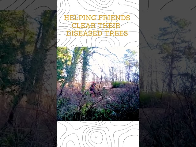 Helping friends clear their diseased ash trees #ashdieback #forestry #homesteading