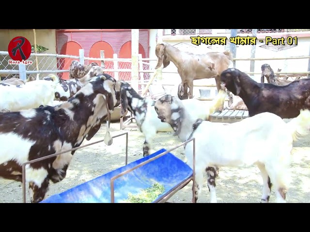 Goat Farming By Shamim Mahmud - Part 01 | Goat Farming | Roza Agro Farm