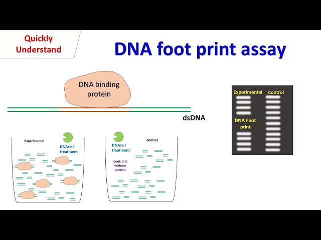 DNA foot print assay