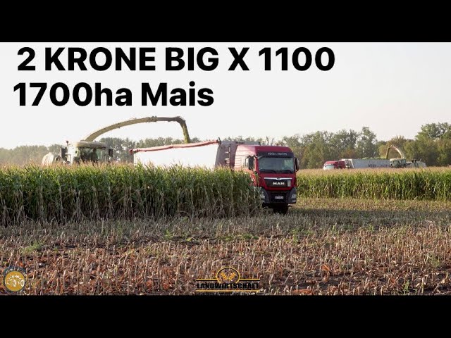 2 KRONE BIG X 1100 m.14 Reiher Lohnauftrag 1700ha Mais! LU Meier & Partner beim Maishäckseln 2022