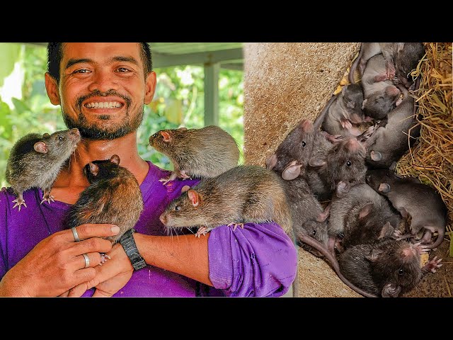 How to Raise and Create House for Big Rats in My Village - Rat Farm