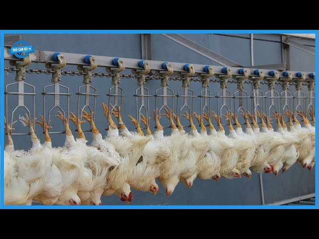 Amazing Modern Chicks Poultry Farming Technology And Hypnotic Broilers Processing Plant