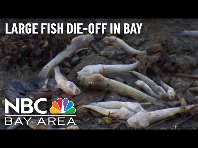 Environmental Group Reports Large Numbers of Fish Dying Across San Francisco Bay